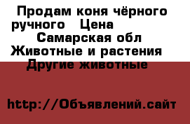 Продам коня чёрного ручного › Цена ­ 100 000 - Самарская обл. Животные и растения » Другие животные   